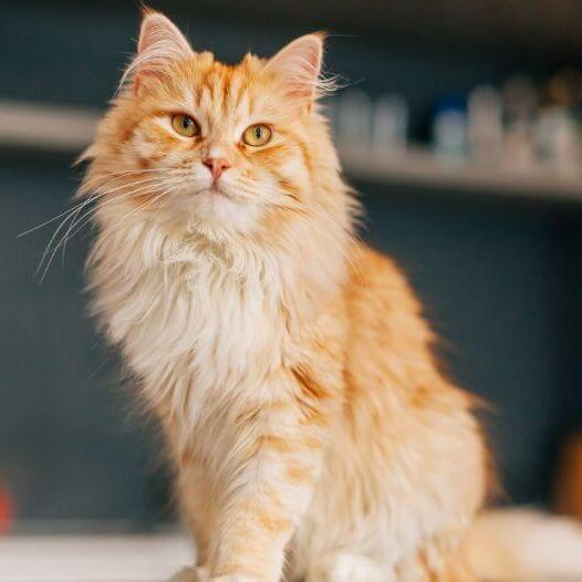 Big long store haired cat breeds